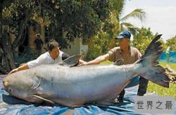 世界上最大的淡水鱼种，湄公河巨魾3米(吞人无压力）