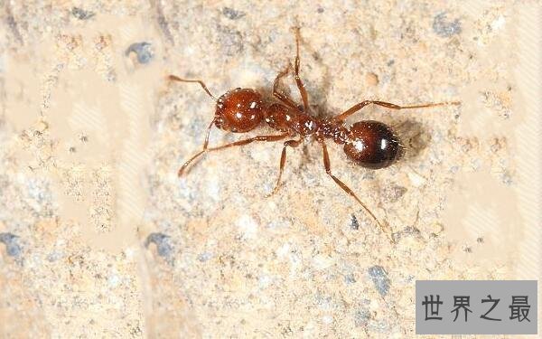 世界上最毒的蚂蚁,红火蚁致人休克而死(附防治方法)