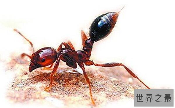 世界上最毒的蚂蚁,红火蚁致人休克而死(附防治方法)