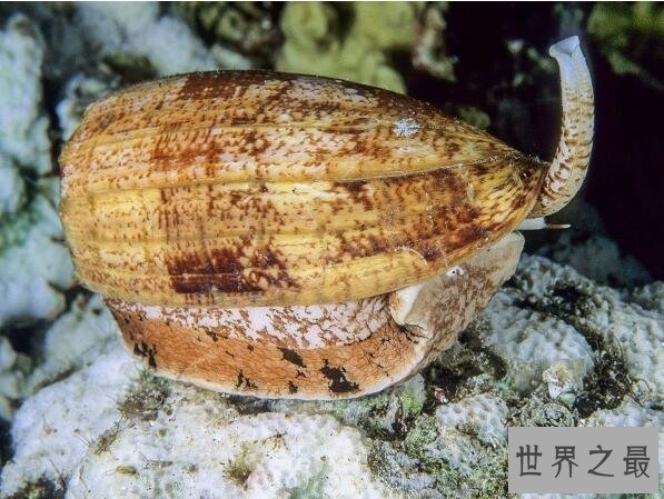 世界上最毒的海螺,鸡心螺碰到就死(没有解药)