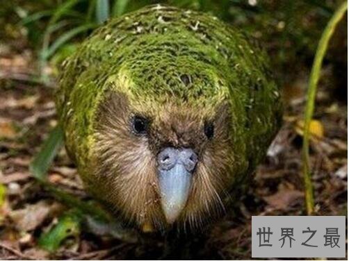 世界上唯一不会飞的鹦鹉，鸮鹦鹉(全球野生仅剩46只)