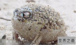 世界上最可爱的青蛙，沙漠雨蛙简直就是一个充气球