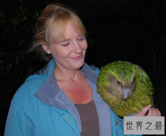 世界上唯一不会飞的鹦鹉，鸮鹦鹉(全球野生仅剩46只)