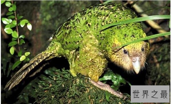 世界上唯一不会飞的鹦鹉，鸮鹦鹉(全球野生仅剩46只)