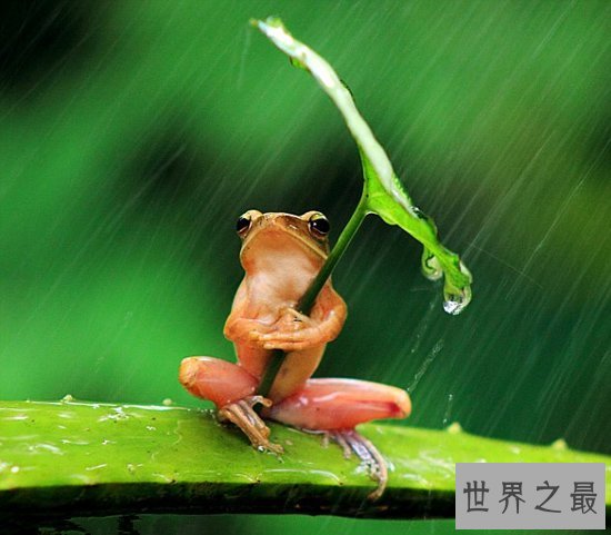 世界上最可怜的青蛙，打伞树蛙(被摄影师凌辱至死)