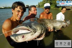 盘点世界上最大的鱼，那些大鱼征服者的传奇