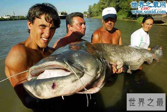 盘点世界上最大的鱼，那些大鱼征服者的传奇