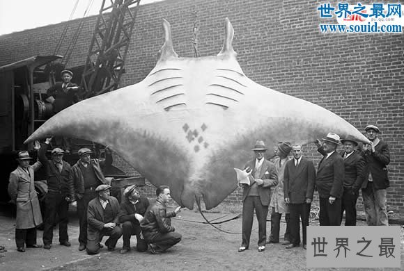 盘点世界上最大的鱼，那些大鱼征服者的传奇