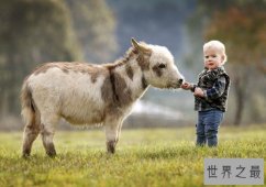世界上最矮的驴诞生，英国超级迷你驴只有60cm高