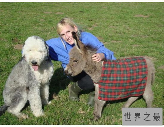 世界上最矮的驴诞生，英国超级迷你驴只有60cm高