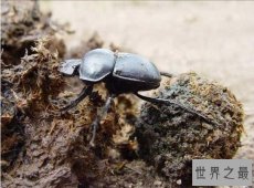 世界上最恶心的昆虫，屎壳郎是公认的第一(专吃大便)