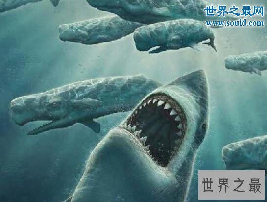 史前最大的鲨鱼,体长21米的巨牙鲨(以鲸鱼为食)