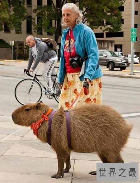 世界上最大的啮齿动物,水豚(140斤比人还高)