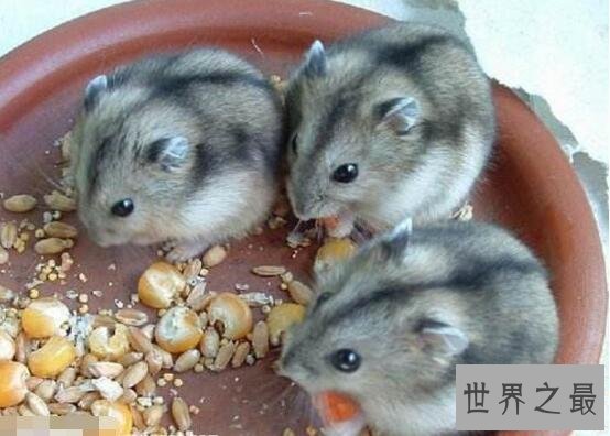 世界上最便宜的仓鼠,三线仓鼠(只要5块钱一只)