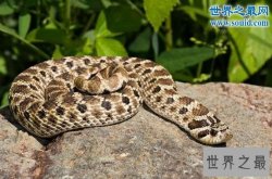 世界上最怂的蛇猪鼻蛇，装死恐吓就是不敢下嘴咬