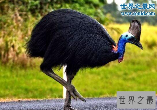 世界上最危险的动物,鹤鸵利爪能把人类内脏勾出