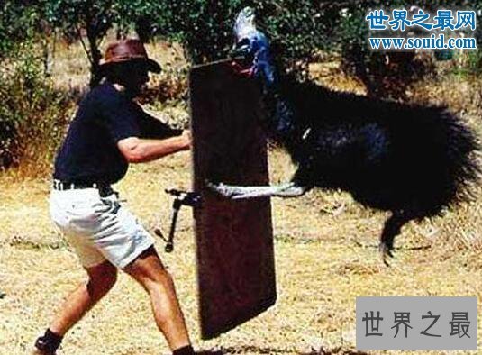 世界上最危险的动物,鹤鸵利爪能把人类内脏勾出