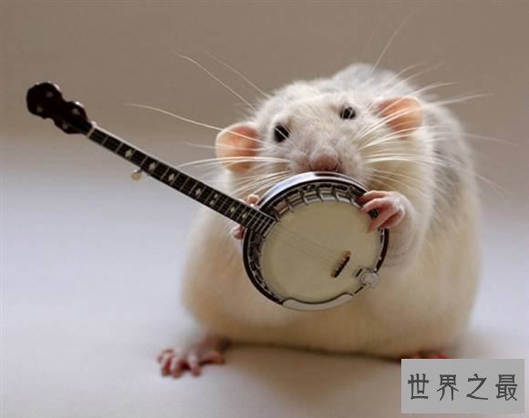 世界上最可爱的老鼠,可爱的老鼠图片大合集(萌翻了)