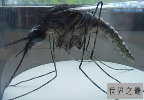 世界上最大的蚊子,华丽巨蚊(长达恐怖的0.4米)
