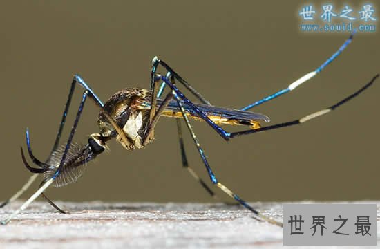 世界上最大的蚊子,华丽巨蚊(长达恐怖的0.4米)