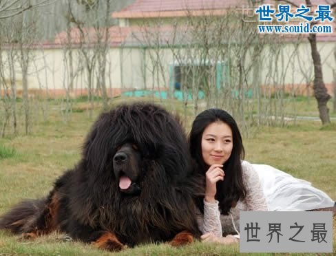 世界上最大的藏獒王,巨獒比尔(站立高达1.8米)