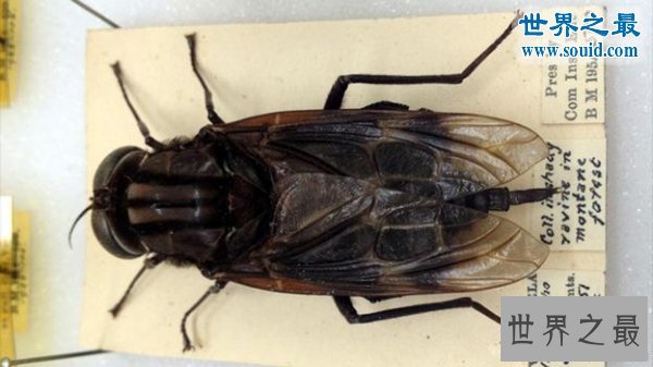 世界上最大的蚊子,华丽巨蚊(长达恐怖的0.4米)