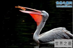 世界上最长的嘴巴，鹈鹕的嘴长47厘米