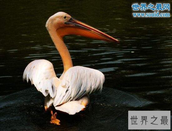 世界上最长的嘴巴，鹈鹕的嘴长47厘米