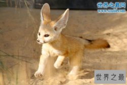 世界上最小的狐狸，超级萌的耳廓狐(只有手掌大)