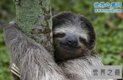 世界上最懒的动物，树懒慢到极致(0.2米/秒)