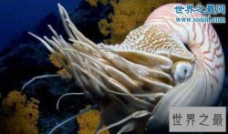 生物界十大活化石，鹦鹉螺5亿年前停止了进化