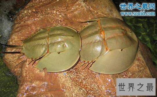 生物界十大活化石，鹦鹉螺5亿年前停止了进化