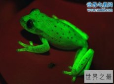 世界上第一种荧光蛙，散发蓝绿色荧光的圆点树蛙