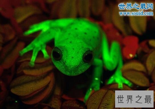 世界上第一种荧光蛙，散发蓝绿色荧光的圆点树蛙