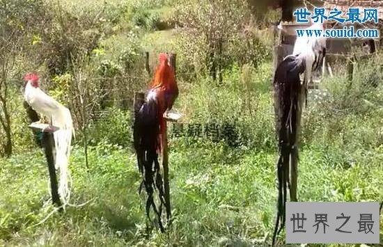 世界上羽毛最长的鸟，长尾鸡羽毛12.5米长