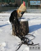 世界上羽毛最长的鸟，长尾鸡羽毛12.5米长