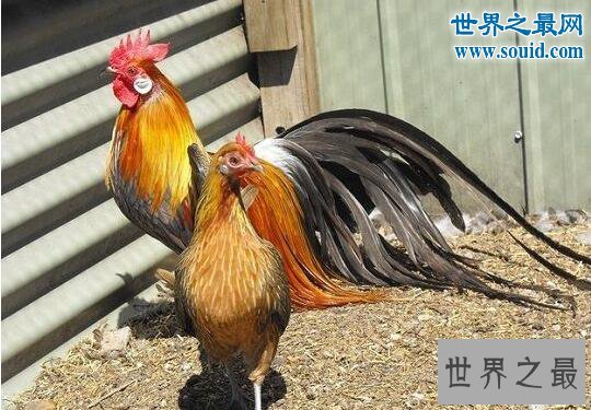 世界上羽毛最长的鸟，长尾鸡羽毛12.5米长