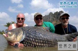 世界上最大的鲤鱼，重达200斤打破世界记录