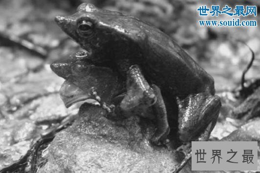 动物界交配的五大奇葩行为，蜘蛛会自我阉割