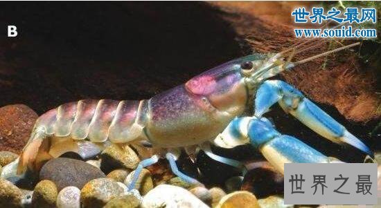 世界上最美的龙虾，七彩的银河系小龙虾