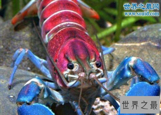 世界上最美的龙虾，七彩的银河系小龙虾