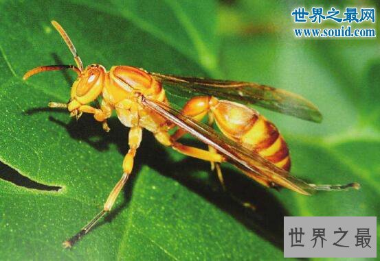 世界上最大的马蜂，攻击力强大能够杀人