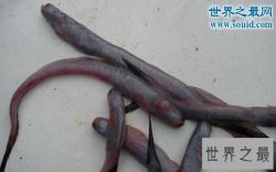 世界上最恶心的鱼，狼牙虾虎鱼(营养丰富可以食用)