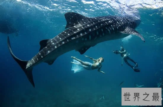 世界上最大的鱼是什么鱼，鲸鲨(长20米/重55吨)