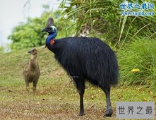 世界上最危险的鸟，鹤鸵能瞬间勾出人的内脏