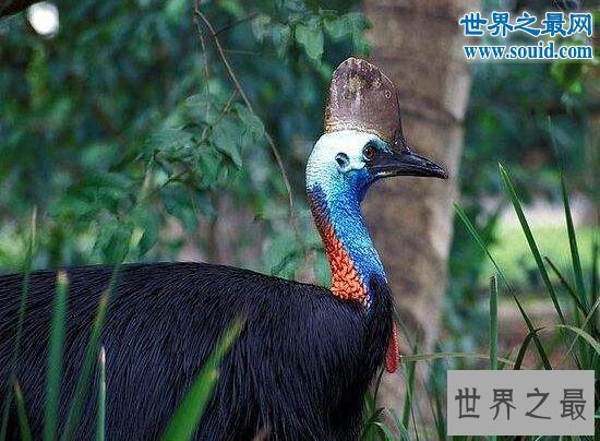 世界上最危险的鸟，鹤鸵能瞬间勾出人的内脏