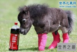 世界上最小的马，掌上的法拉贝拉(只有50厘米高)