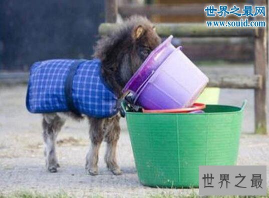 世界上最小的马，掌上的法拉贝拉(只有50厘米高)
