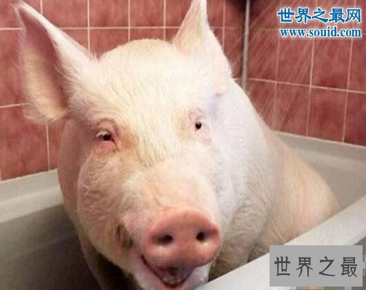 世界上最幸福的猪，当宝贝供着住客厅吃美食