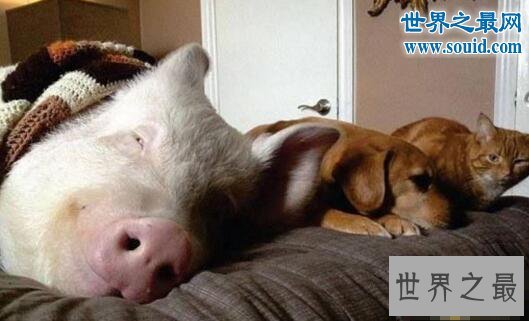 世界上最幸福的猪，当宝贝供着住客厅吃美食